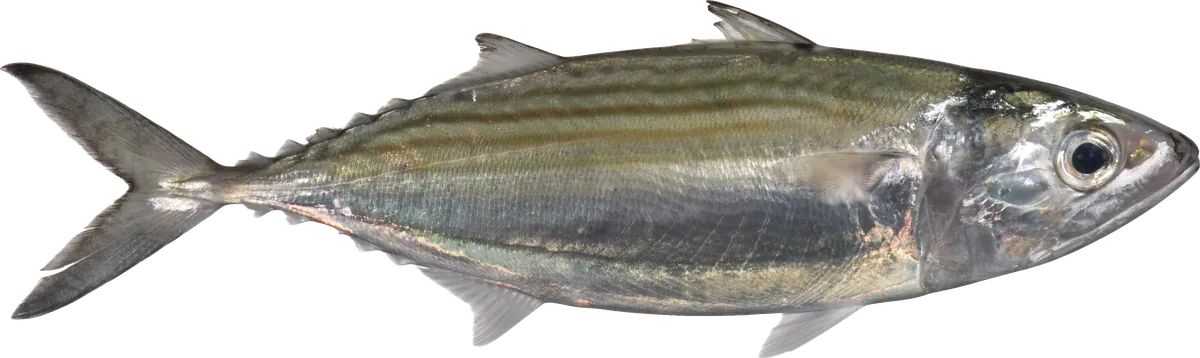 Indian Mackerel (Rastrelliger kanagurta)