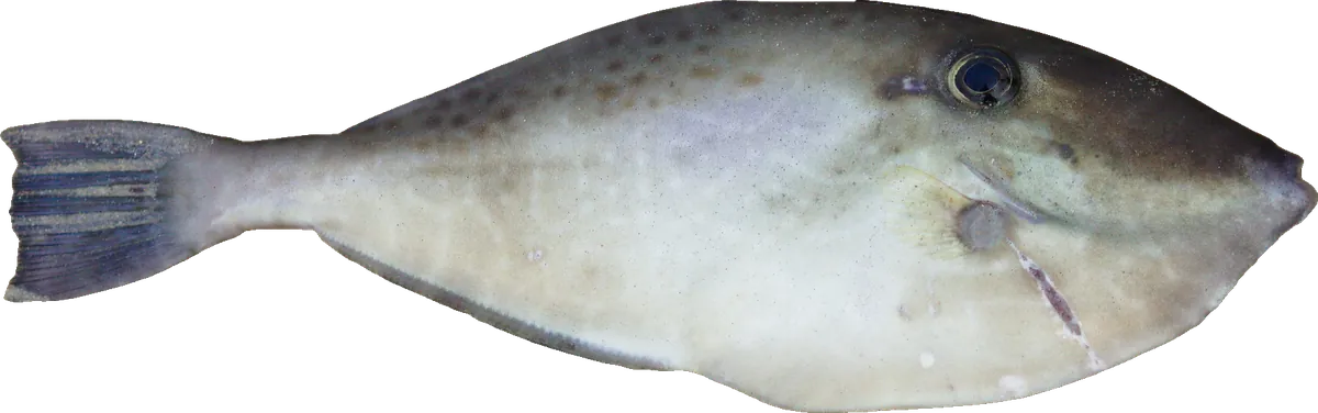 Leatherjacket (Aluterus monoceros)
