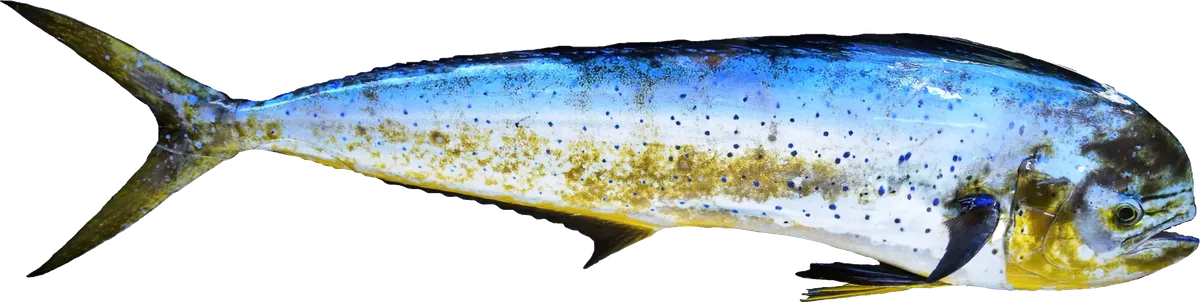 Mahi-Mahi (Coryphaena hippurus)