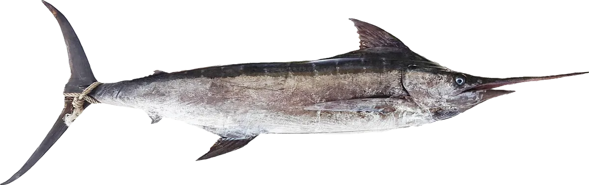 Marlin (Istiompax indica, Makaira nigricans)