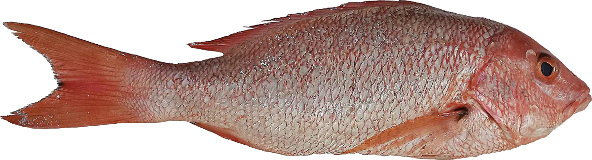 Red Snapper (Lutjanus spp.)