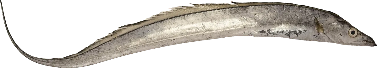 Ribbonfish (Trichiurus lepturus)