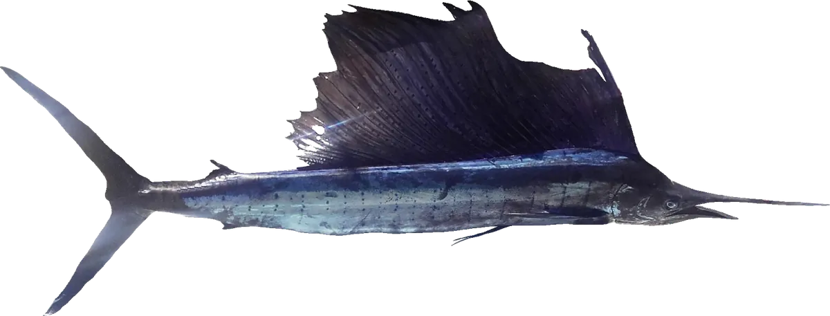 Sailfish (Istiophorus platypterus)