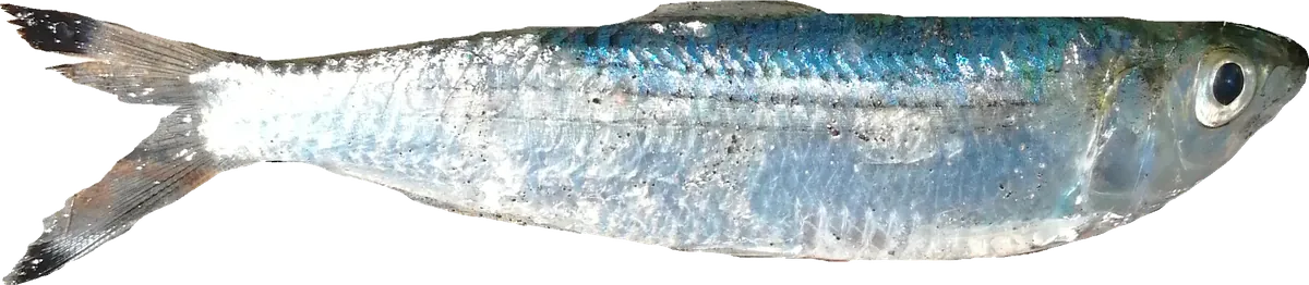 Sardine (Sardinella longiceps)