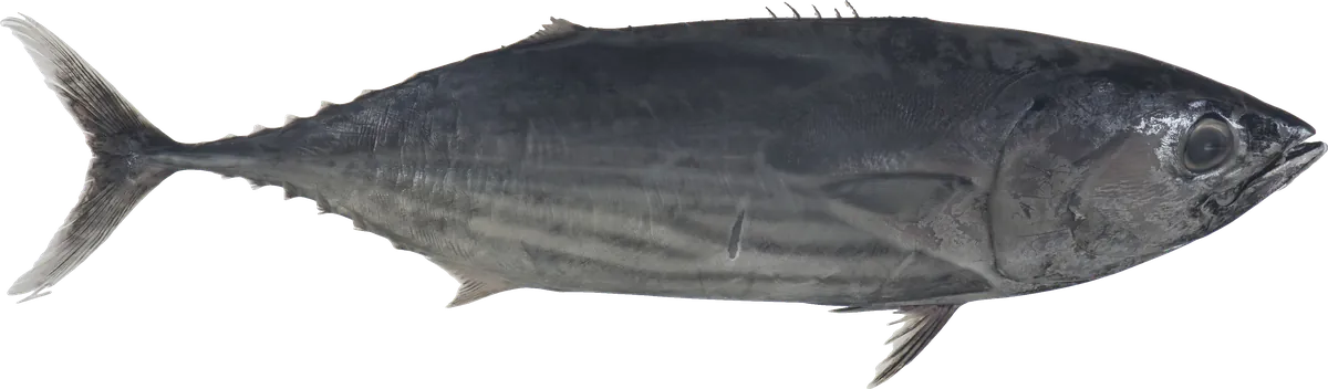 Skipjack Tuna (Katsuwonus pelamis)