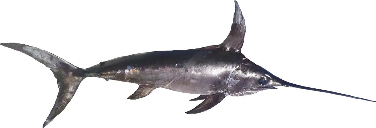 Swordfish (Xiphias gladius)