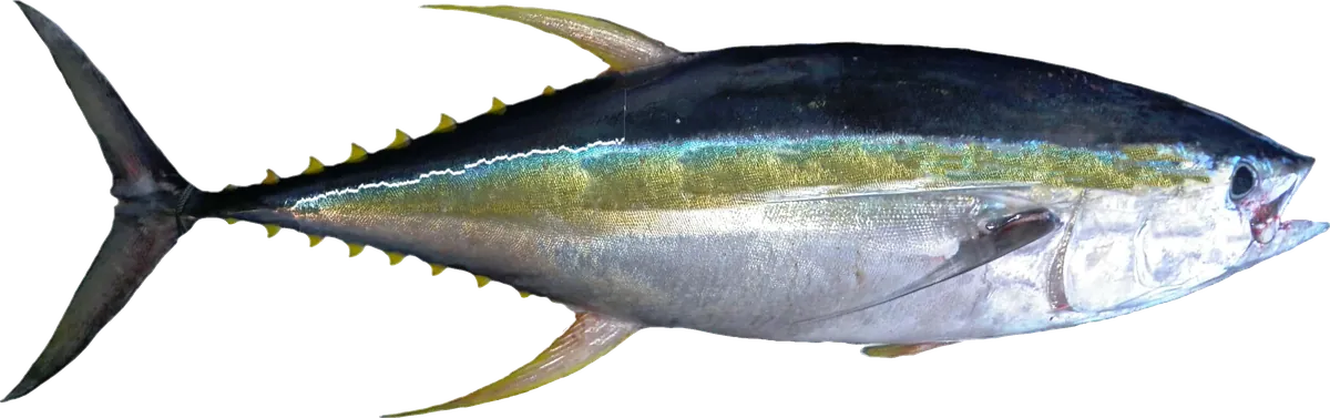 Yellowfin Tuna (Thunnus albacares)
